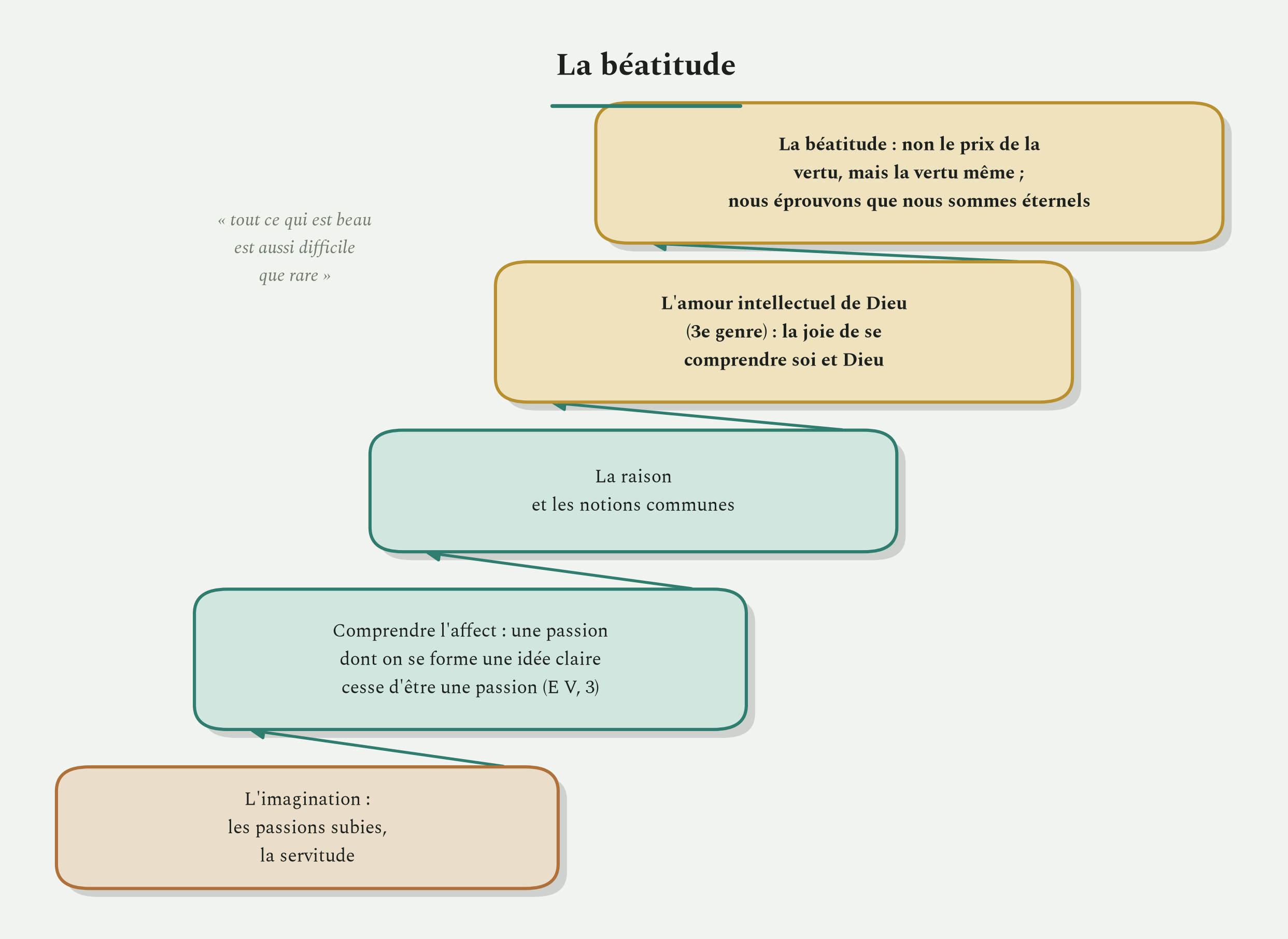 La montée vers la béatitude, de la passion subie à l'amour intellectuel de Dieu.